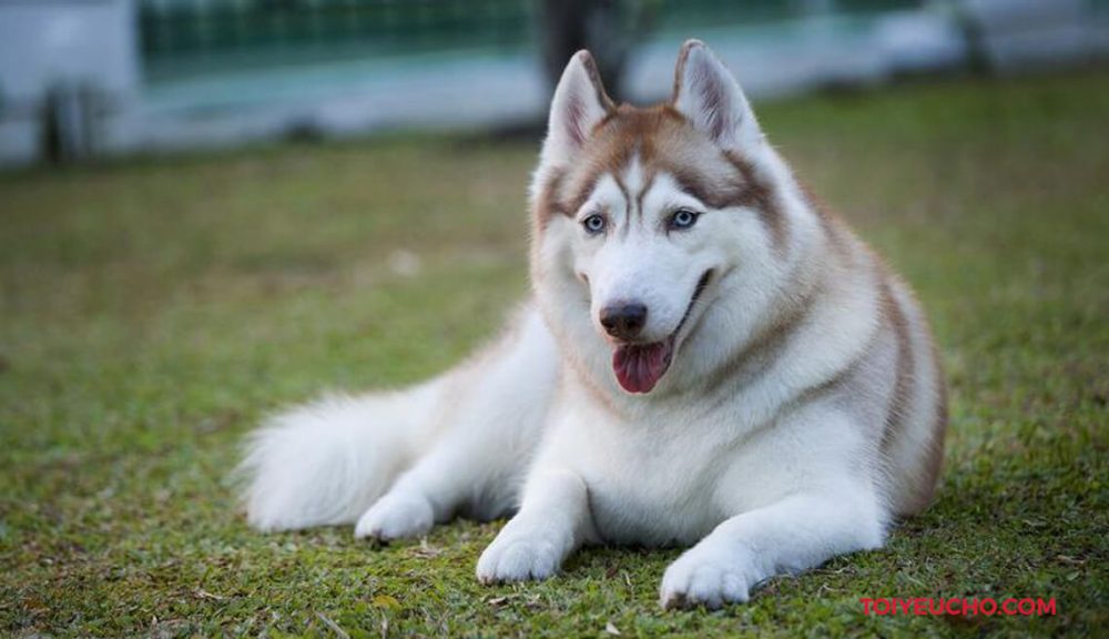 Chó Husky Hồng Phấn: Đặc Điểm Tính Cách Và Giá Bán