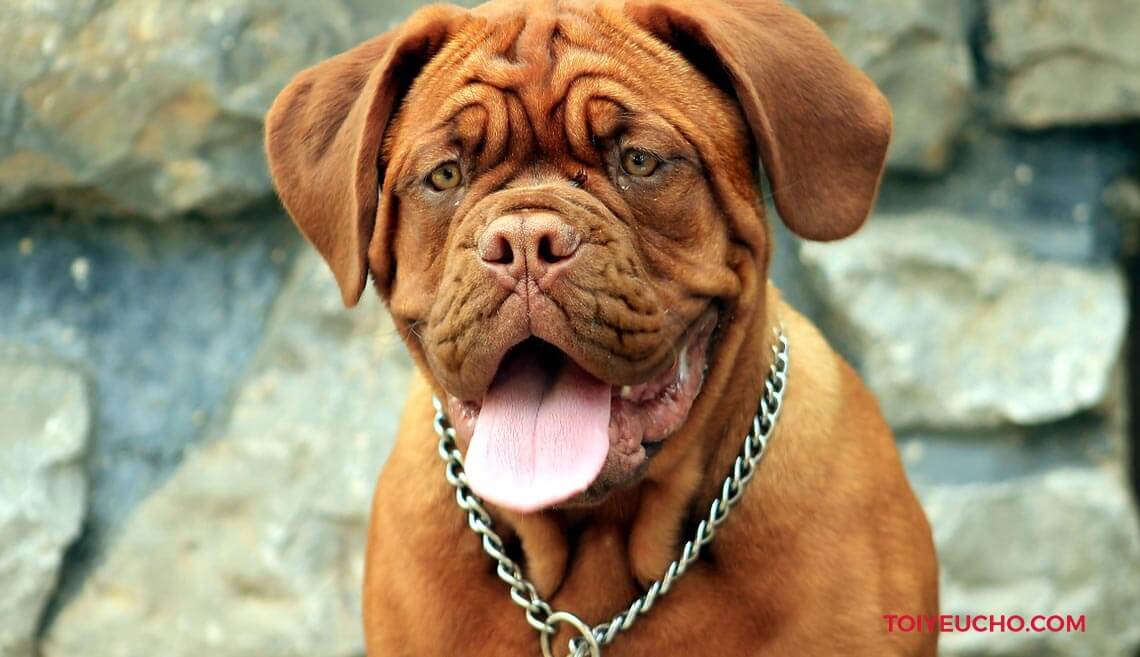 Đặc điểm ngoại hình chó Dogue de Bordeaux