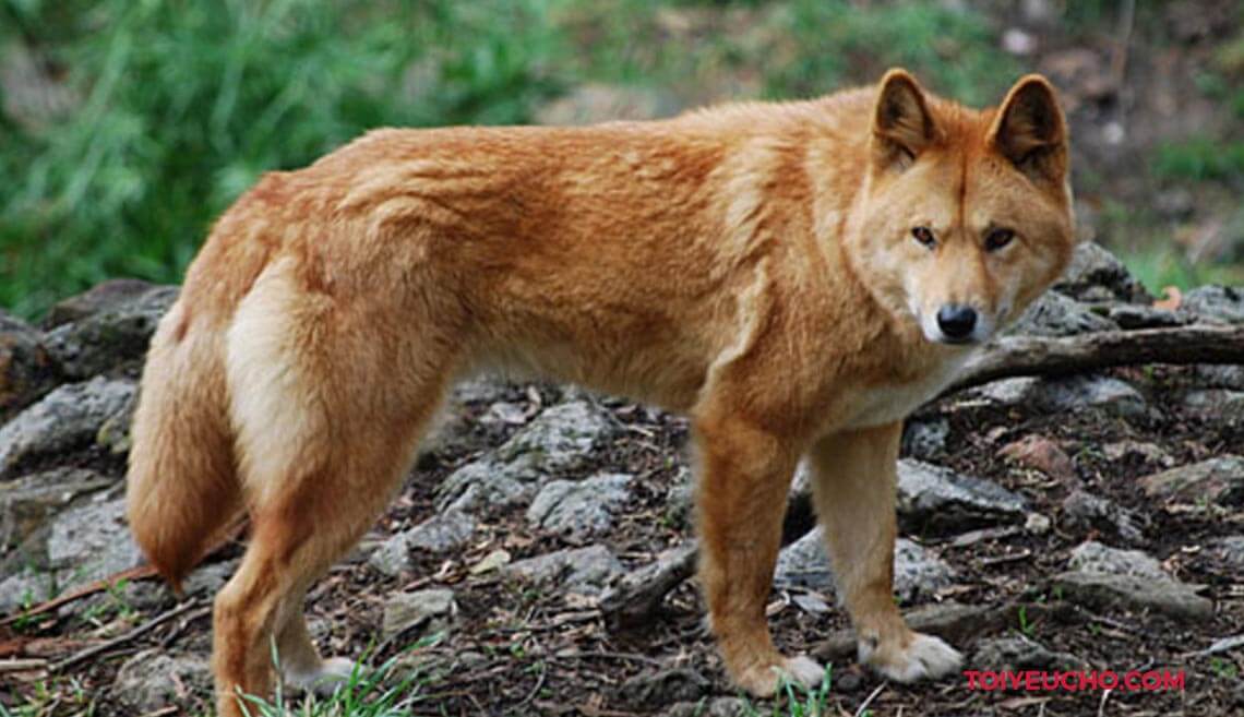 Nguồn gốc chó Dingo Đông Dương