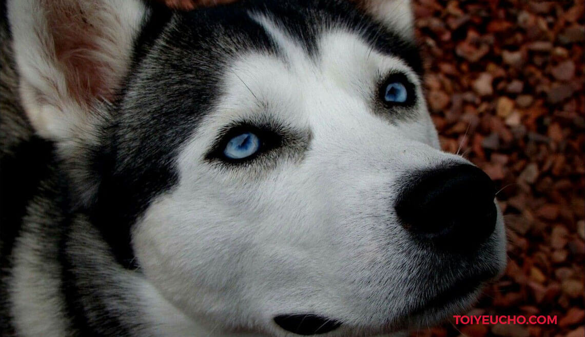 Nơi mua chó Husky mắt xanh