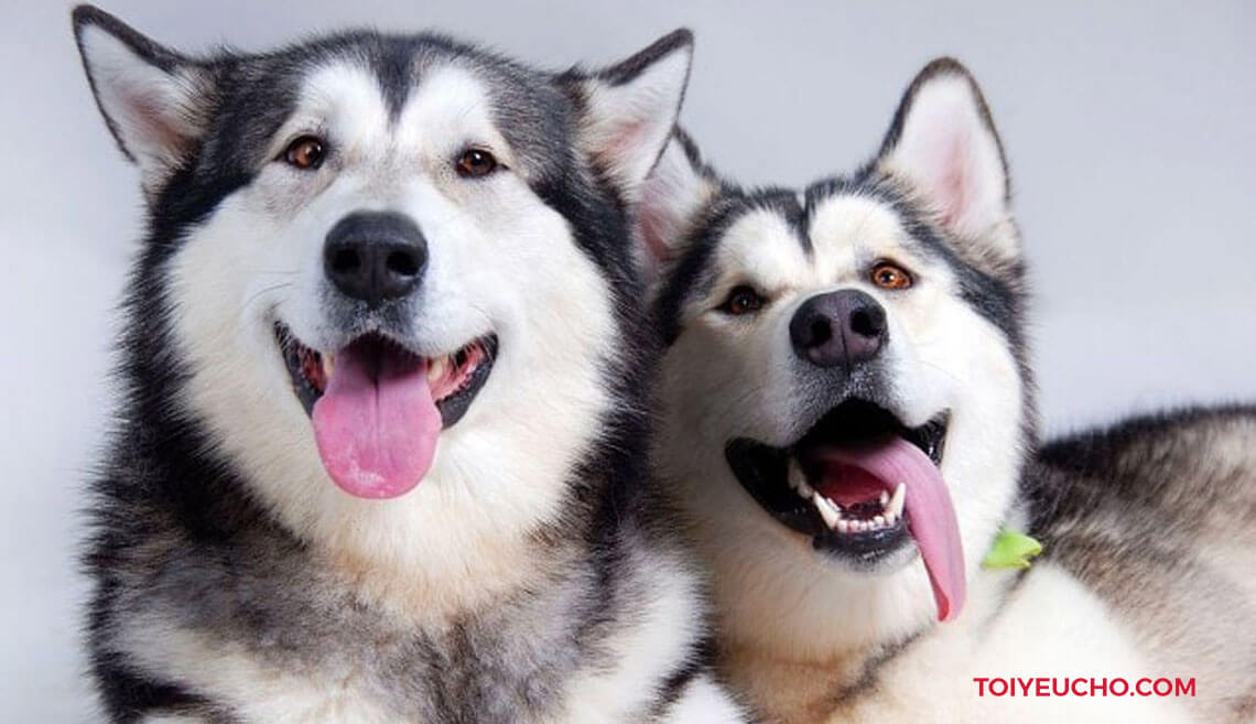 Husky Puppies Wallpapers  Top Những Hình Ảnh Đẹp