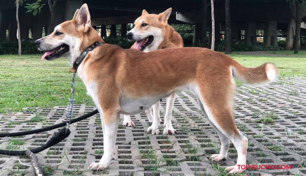 Chó Dingo Đông Dương