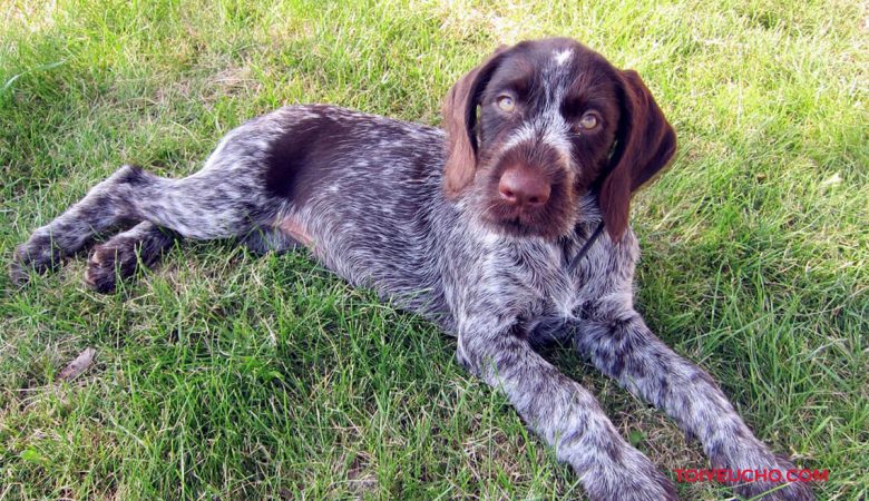 Chó German Wirehaired Pointer